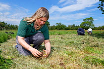 Ellie Jones of Wiltshire Wildlife Trust and two volunteers planting Devil&#39;s bit scabious (Succisa pratensis) plant plugs in a formerly farmed meadow to provide food for caterpillars of the Marsh f...
