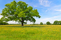 English oak tree (Quercus robur) standing in a formerly farmed meadow with many flowering Meadow buttercups (Ranunculus acris) surrounded by mature hedgerows, Wiltshire Wildlife Trust's Upper Minety M...