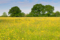 Formerly farmed meadow with many flowering Meadow buttercups (Ranunculus acris) surrounded by mature hedgerows and English oak trees (Quercus robur), Wiltshire Wildlife Trust's Upper Minety Meadows re...