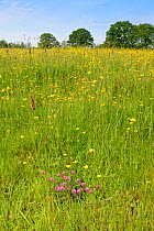 Formerly farmed meadow with a clump of flowering Red clover (Trifolium pratense) and dense stands of Meadow buttercups (Ranunculus acris) surrounded by mature hedgerows and English oak trees (Quercus...