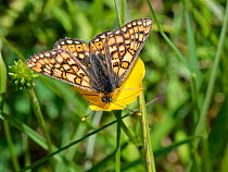 Marsh fritillary butterfly (Euphydryas aurinia) nectaring on a Meadow buttercup (Ranunculus acris) flower in a chalk grassland meadow, Wiltshire, UK, May.