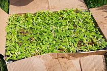 Tray of Devil&#39;s bit scabious (Succisa pratensis) plugs ready for planting to provide food for caterpillars of the Marsh fritillary butterfly (Euphydryas aurinia), Wiltshire Wildlife Trust's Upper...