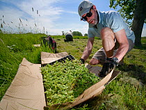 Wiltshire Wildlife Trust volunteer with a tray of Devil&#39;s bit scabious (Succisa pratensis) plant plugs, as another plants some in a formerly farmed meadow to provide food for caterpillars of the M...
