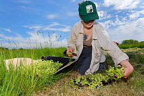 Wiltshire Wildlife Trust volunteer with a tray of Devil&#39;s bit scabious (Succisa pratensis) plant plugs, selecting some for planting in a formerly farmed meadow to provide food for caterpillars of...