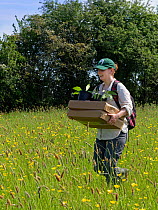 Wiltshire Wildlife Trust volunteer carrying trays and pots of Devil&#39;s bit scabious (Succisa pratensis) plant plugs for planting in a formerly farmed meadow to provide food for caterpillars of the...