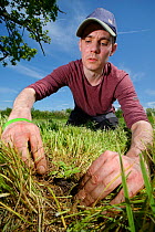 Wiltshire Wildlife Trust volunteer planting a Devil&#39;s bit scabious (Succisa pratensis) plant plug in a formerly farmed meadow to provide food for caterpillars of the Marsh fritillary butterfly (Eu...