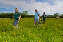 Ellie Jones of Wiltshire Wildlife Trust and a team of volunteers carrying trays and pots of Devil&#39;s bit scabious (Succisa pratensis) plant plugs for planting in a formerly farmed meadow to provide...