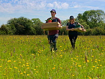 Wiltshire Wildlife Trust volunteers carrying trays of Devil&#39;s bit scabious (Succisa pratensis) plant plugs for planting in a formerly farmed meadow to provide food for caterpillars of the Marsh fr...