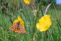 Marsh fritillary butterfly (Euphydryas aurinia) nectaring on a Meadow buttercup (Ranunculus acris) flower in a chalk grassland meadow, Wiltshire, UK, June.