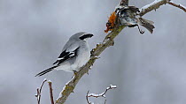Great grey shrike (Lanius excubitor) feeding on a bird that it placed in its 'larder' on a rose branch, Bavaria, Germany, February.