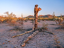 Drought-stressed Saguaro cacti (Carnegiea gigantea) dying due to a prolonged drought caused by climate change, Ironwood National Monument, Arizona, USA. April 2021.