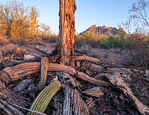 Drought-stressed Saguaro cacti (Carnegiea gigantea) dying due to a prolonged drought caused by climate change, with Ragged Top mountain in the background at sunset, Ironwood Forest National Monument,...