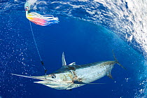 Blue marlin (Makaira nigricans) caught by hook, next to boat, and about to be tagged and released, Vava&#39;u, Kingdom of Tonga, South Pacific