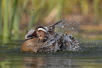 Garganey (Anas querquedula) male, bathing. Sarriguren Lake, , Navarre province, Spain, August