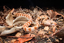 Brown tree snake (Boiga irregularis), Berry Springs, Northern Territory, Australia, September.