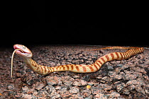 Brown tree snake (Boiga irregularis), feeding on a Diporiphora sp. lizard on the Arnhem Highway, Northern Territory, Australia, December.