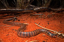 Northern shovelnosed snake (Brachyurophis roperi) at night, Northern Territory, Australia. endemic.