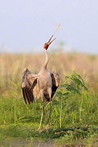 Brolga (Grus rubicunda) engaging in courtship display, ripping, throwing and catching vegetation, Barkly Tablelands, Northern Territory, Australia, March.