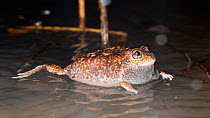 Hidden-ear frog (Cyclorana cryptotis) adult male calling from a floating perch in a temporarily flooded clay-pan near Elliot after the first rains of the 2019-2020 wet season. Northern Territory, Aust...