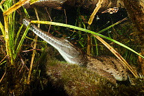 Freshwater crocodile (Crocodylus johnstoni) at rest, Batchelor, Northern Territory, Australia, July.