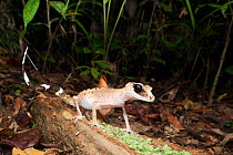 Chameleon gecko (Carphodactylus laevis), Atherton Tablelands, north Queensland, Australia, February.