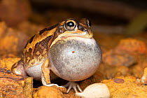 Daly waters frog (Cyclorana maculosa), adult male calling with vocal sac inflated , Elliot, Northern Territory, Australia, January.