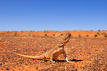 Central netted dragon (Ctenophorus nuchalis) basking in a dune swale, Andado Station, Northern Territory, Australia, November.