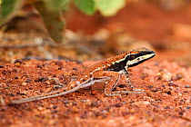Central military dragon (Ctenophorus isolepis), adult male in breeding colours, near Erldudna, Northern Territory, November.