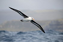 Campbell albatross (Thalassarche impavida), flying off Campbell Island (seen in background), New Zealand, January.