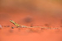 Central military dragon (Ctenophorus isolepis), Great Sandy Desert, Western Australia, December.