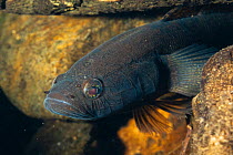 Dusky sleeper (Eleotris fusca) fish at rest in a rock crevice, Daintree region, north Queensland, Australia, September.