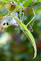 Darwin stick insects (Eurycnema osiris) mating pair, the female is the larger insect. Darwin, Northern Territory, Australia, March.