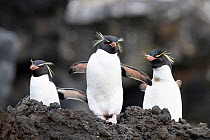 Eastern rockhopper penguins (Eudyptes chrysocome filholi), Auckland Island, December.