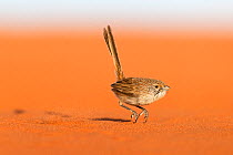 Eyrean Grasswren (Amytornis goyderi) in typical hopping motion, Andado Station, Northern Territory, Australia, November.