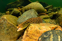 Freshwater moral eel (Gymnothorax polyuranodon) actively hunting, Daintree region, north Queensland, Australia, September.
