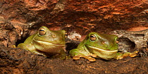 Green frogs or White&#39;s frogs (Litoria caerulea), East Kimberly near Wyndham, Western Australia, November.