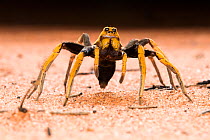 Two-coloured wolf spider (Hoggicosa bicolour), adult female guarding burrow, Great Sandy Desert, Western Australia, December.