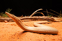 Burton&#39;s legless lizard (Lialis burtonis), near Tennant Creek, Northern Territory, Australia, November.
