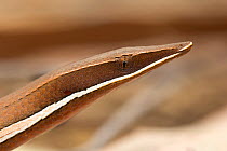 Burton&#39;s legless lizard (Lialis burtonis), near Coen north Queensland, Australia, July.