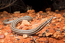 Burton&#39;s legless lizard (Lialis burtonis), near Yulara, Northern Territory, Australia, December.