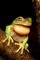 Green frog or White&#39;s frog (Litoria caerulea) adult male calling, Darwin, Northern Territory, Australia, January.