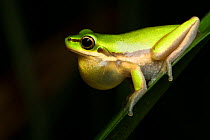 Eastern sedge frog (Litoria fallax) male calling, Julatten, north Queensland, Australia, February.