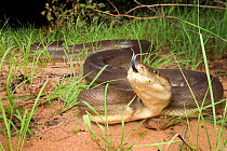 Olive python (Liasis olivaceus) a very large specimen moving down towards a creek to cool off on a hot night, flicking tongue. Batchelor, Northern Territory, Australia, November.