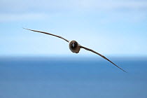Light-mantled sooty albatross (Phoebetria palpebrata), flying along sea cliffs of Enderby Island, December.