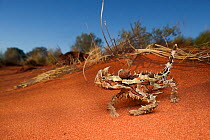 Thorny devil (Moloch horridus) walking over sand dune, Yulara, Northern Territory, Australia, May.
