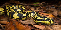 Carpet python (Morelia spilota), a beautiful, brightly marked individual photographed in high elevation forest near Cairns, north Queensland, Australia, November.