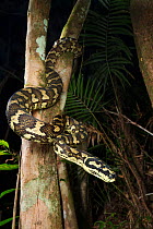 Carpet python (Morelia spilota), a large heavyset adult waiting to ambush passing mammalian prey items, high elevation rainforest near Cairns, Queensland, Australia. April.