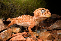 Centralian knob-tailed gecko (Nephrurus amyae), large adult, near Alice Springs, Northern Territory, Australia, November.