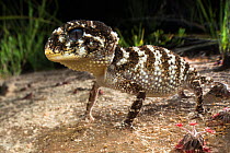 Prickly knob-tailed gecko (Nephrurus asper) adult, northern heathands near Archer River, north Queensland, Australia, May.
