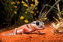 Pale knob-tailed gecko (Nephrurus laevissimus), Mt. Connor area, Northern Territory, Australia, November.
